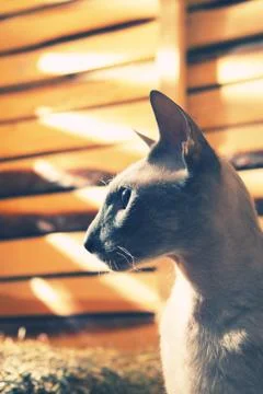 Peterbald cat on hayloft Stock-Fotos