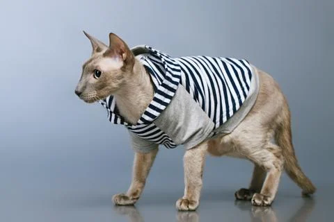 Peterbald cat in hoody Stock Photos