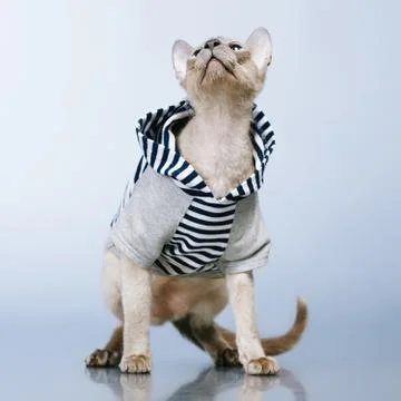 Peterbald cat in hoody Stock Photos