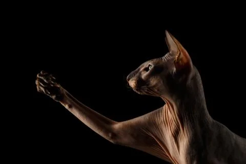 Peterbald cat on isolated black background Stock Photos
