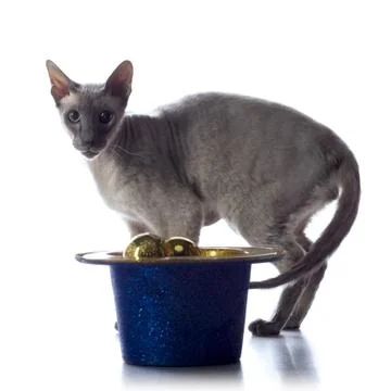 Peterbald cat Stock Photos