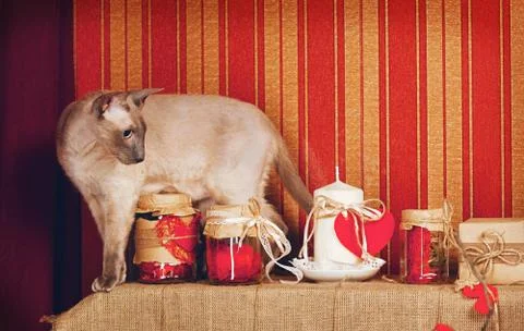 Peterbald cat Stock Photos