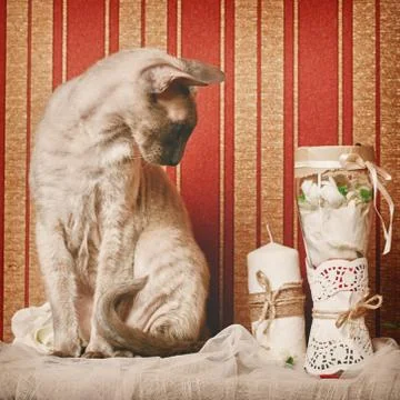 Peterbald cat Stock Photos