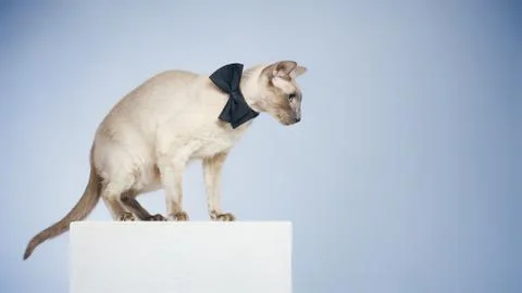 Peterbald cat Stock Photos