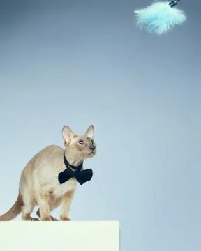 Peterbald cat Stock Photos