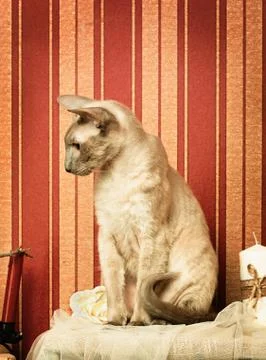 Peterbald cat Stock Photos