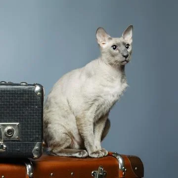 Peterbald cat Stock Photos