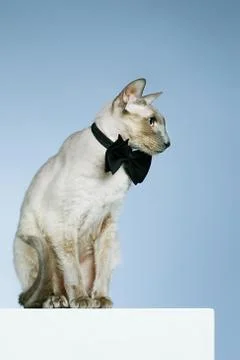 Peterbald cat Stock Photos