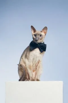 Peterbald cat Stock Photos