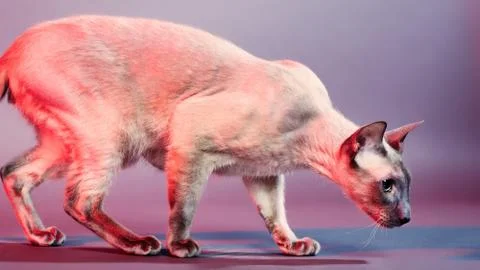 Peterbald cat Stock Photos