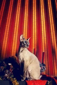 Peterbald cat Stock Photos