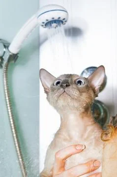 Peterbald cat in shower Stock Photos