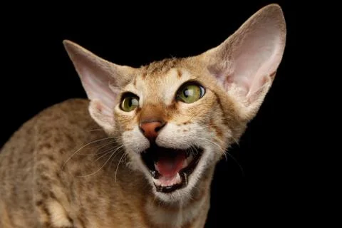 Peterbald kitty on isolated black background Stock Photos