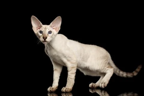 Peterbald kitty on isolated black background Stock Photos
