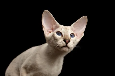 Peterbald kitty on isolated black background 写真素材