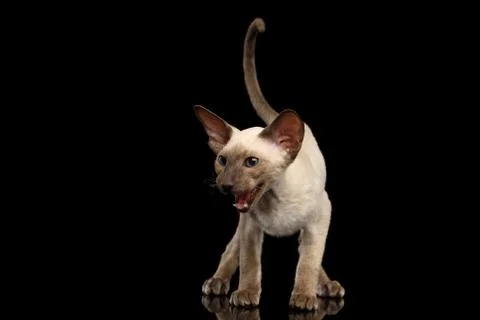 Peterbald kitty on isolated black background Stock Photos
