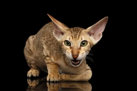 Peterbald kitty on isolated black background Stock Photos