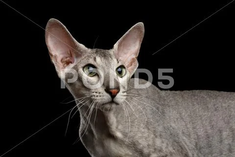 Peterbald Sphynx Cat on Black background Stock Photos