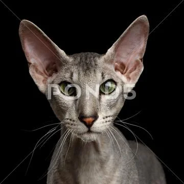 Peterbald Sphynx Cat on Black background Stock Photos