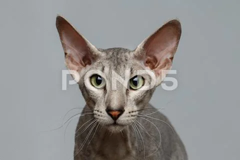 Peterbald Sphynx Cat on Black background Stock Photos