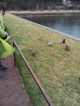 Peterhof Stock Photos