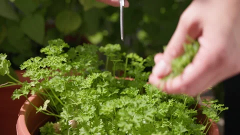Petersilie-02 Stock Footage 249515618