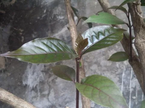 Petiole 스톡 사진