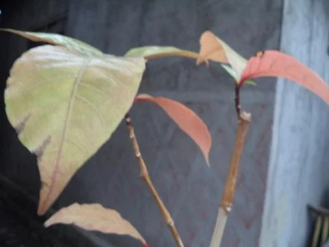 Petiole 스톡 사진