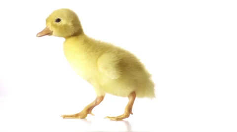 Petite cute duckling is walking nice and awkwardly in slow motion Vidéo 24845241