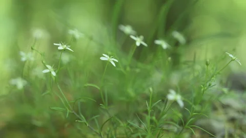 Petites fleurs blanches dans la forêt Stock Footage 193986765
