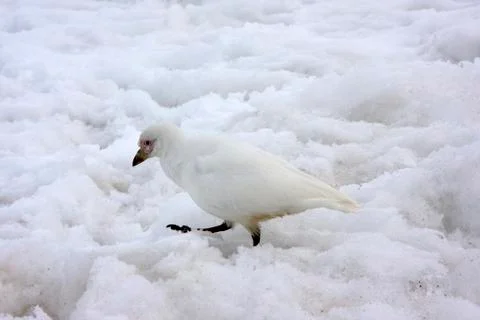 Petrel, antarctica Foto stock