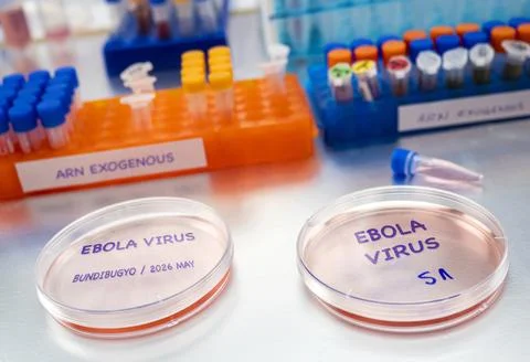 Petri disc being prepared for testing in connection with a new Ebola virus .. Stock Photos