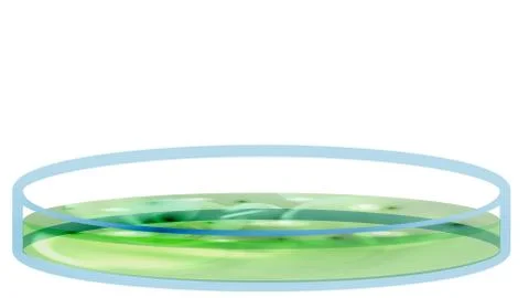 Petri Dish with Bacteria, Colony - Vector Illustration Stock Illustration