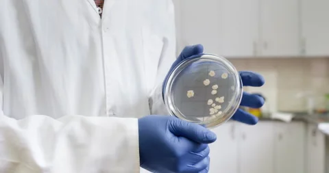 Petri dish containing bacteria isolated Stock Footage 318526534