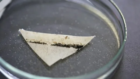 Petri dish containing a sample of small Zika virus parasites in a close up 스톡 동영상 76203910