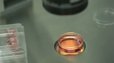 Petri dish Stock Footage 20439329