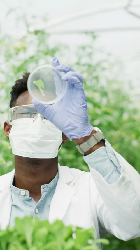 Petri dish, goggles and scientist with microscope in greenhouse for medical Stock Footage 329831164