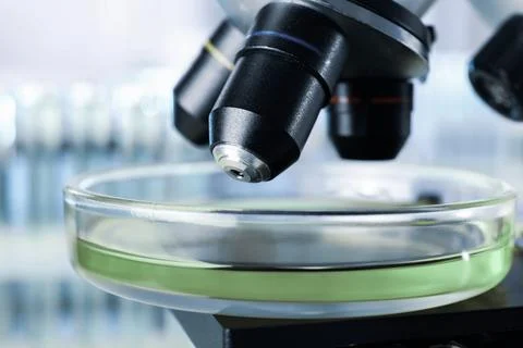 Petri dish with liquid under microscope, closeup. Laboratory analysis Stock Photos