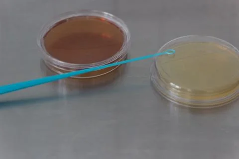 Petri dish medium for microbial research. Stock Photos