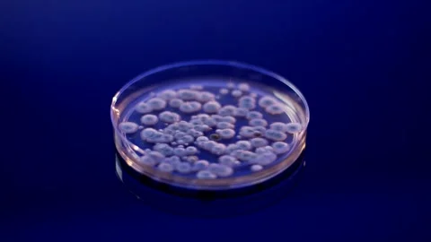 Petri Dish with Microbial Colonies, Deep Blue Laboratory Background, Close Up Stock Footage 341505468