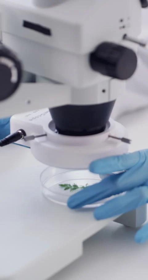 Petri dish, microscope and hands of scientist in lab for sustainable medical Stock Footage 329827837