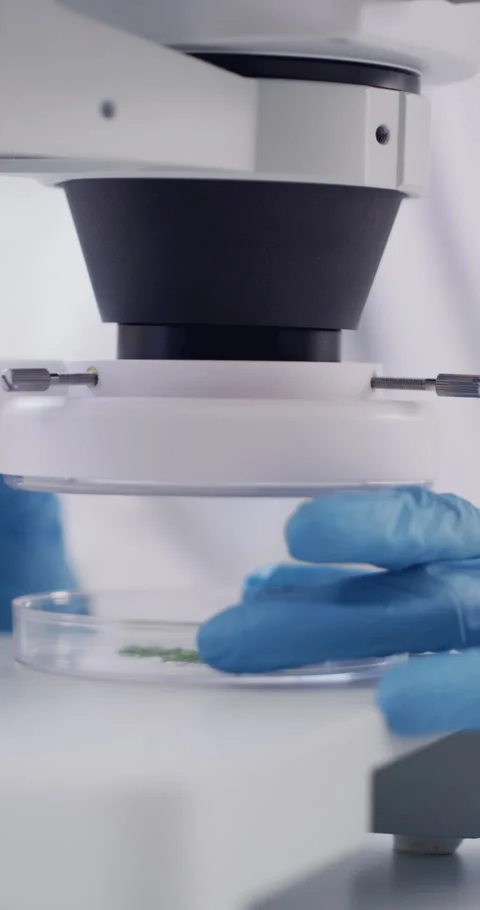 Petri dish, microscope and hands of scientist in laboratory for sustainable Stock Footage 329828351
