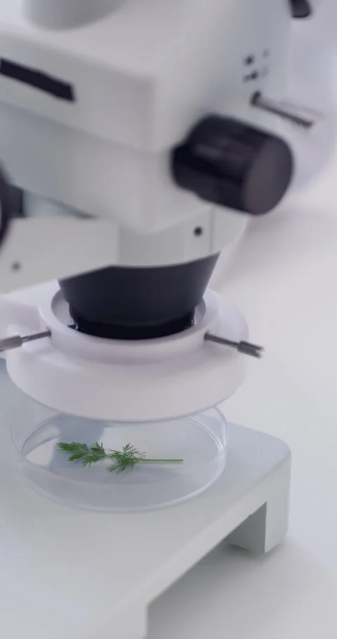 Petri dish, microscope and hands of botanist in laboratory for sustainable Stock Footage 329831292