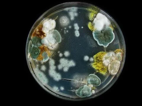 Petri dish, mold, various types of fungi, Stock Photos