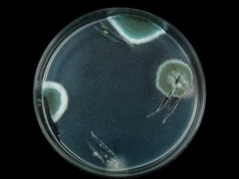 Petri dish, mold, various types of fungi, Stock Photos