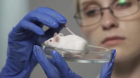 Petri dish, mouse, scientist. Preparing for an animal experiment. Testing of 스톡 동영상 160653728
