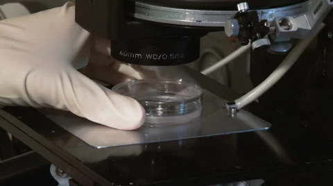 Petri dish under a microscope. 库存影片 56802406