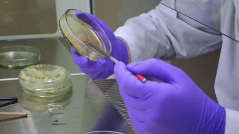 A Petri dish using a microbiological loop, sowing bacteria on nutrient media. Stock Footage 201892260