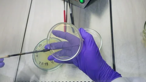 A petri dish using a microbiological loop Stock Footage 202858495