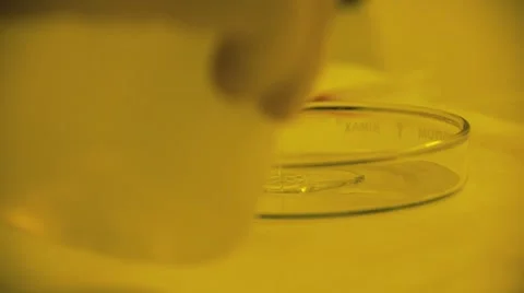 Petri dish at work Video stock 61003299